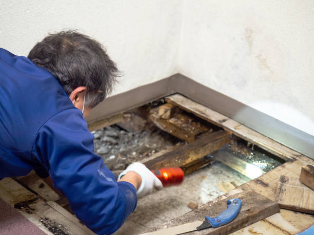 Home Mold Removal in Lovejoy, GA