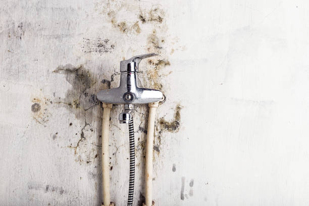 Mold Removal and Inspection in Lovejoy, GA