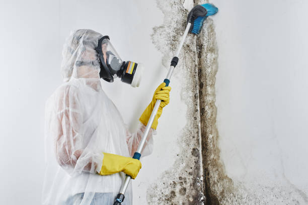 Best Mold Damage Repair  in Lovejoy, GA