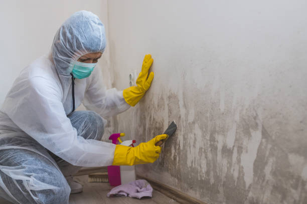 Best Commercial Mold Removal  in Lovejoy, GA