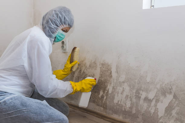 Best Attic Mold Removal  in Lovejoy, GA