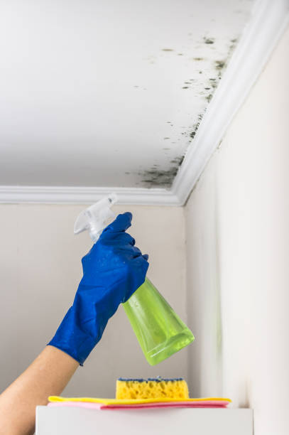 Best Same-Day Mold Removal  in Lovejoy, GA